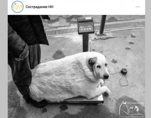 пес-алабай