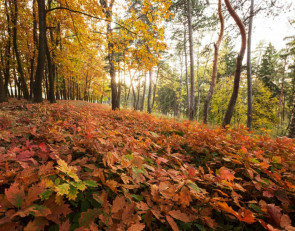 осенний лес