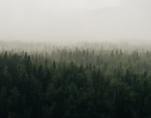 Осень в лесу