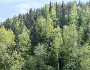 лес с высоты