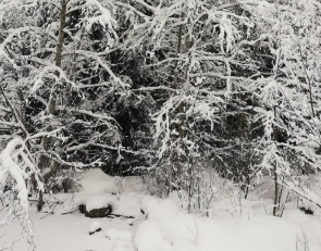 пригородный лесок