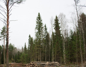 лесная делянка