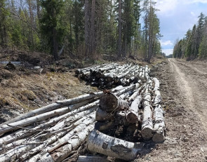 Лесная дорога в Прионежском районе