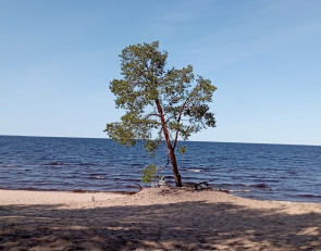 Лето на озере