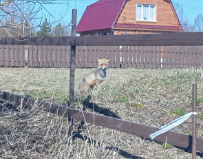 Лиса в деревне