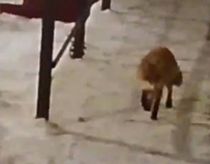 лиса на городском тротуаре