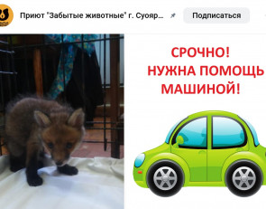 спасение лисенка