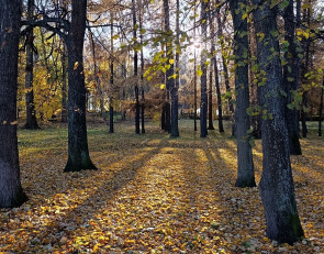 парк осенью