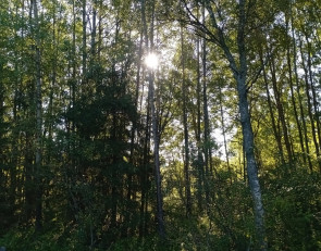 лес