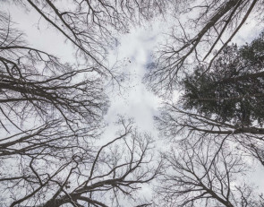 Небо_деревья_ветер_зима