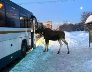 Лось и автобус