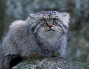 Манул сидит