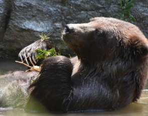 Медведь в лесу