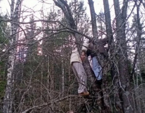 Туристы на дереве