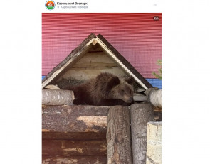 медвежонок