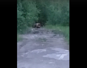 медведица