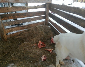 Мишка и кости