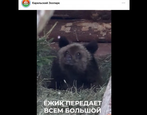 медвежонок