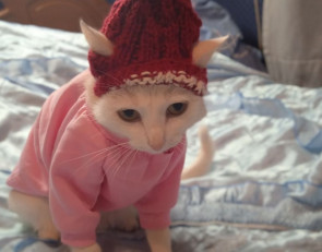 Кошка мерзнет в квартире