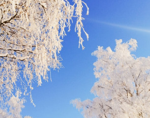 деревья в инее