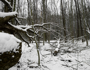 валежник_зима_лес_рубка