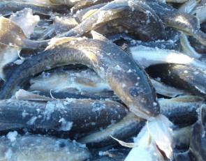 Выловленная навага