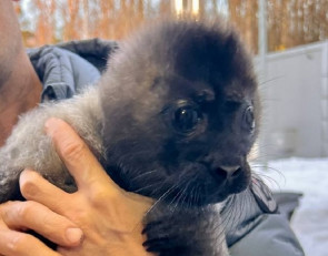 Спасенная нерпа