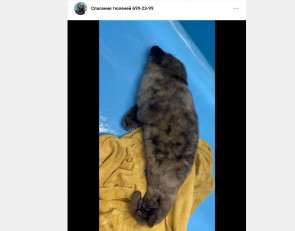 детеныш нерпы