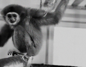 обезьяна в зоопарке