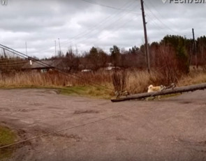 упавший столб