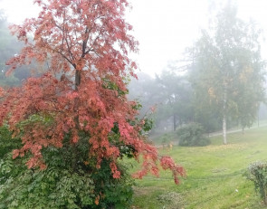 дерево осенью