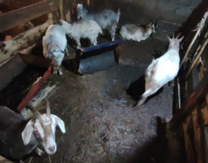 Страшная ферма Заозерье