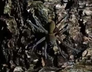 паукна коре дерева