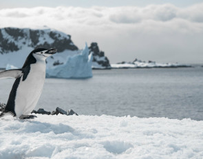 пингвин_Арктика_Антарктида