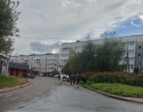 лошади в Сулажгоре