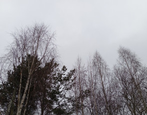 верхушки деревьев