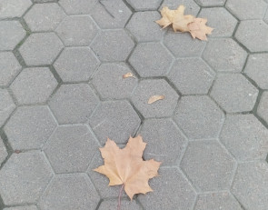 листья падают
