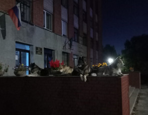бездомные собаки у администрации