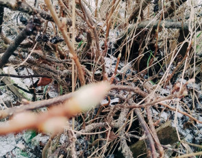 почки лопнули зимой