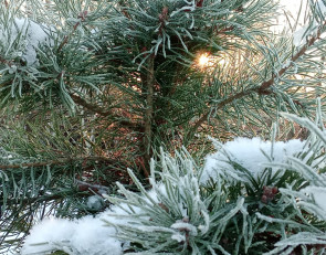 Зима погода Карелия