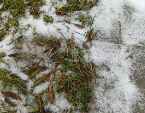 трава и снег