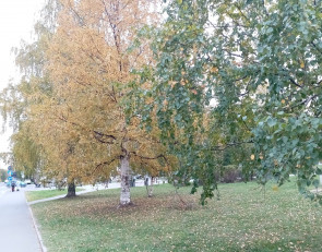 березы