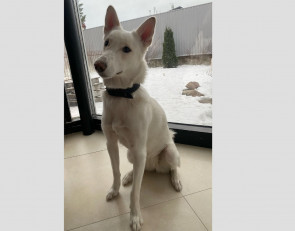 пропавшая собака