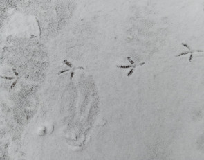 следы птицы