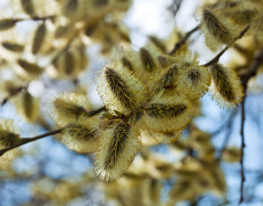 весна_верба_ветка