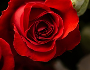 красная роза