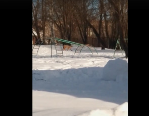 дикий зверь