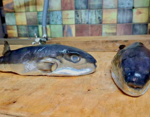 Ядовитая рыба