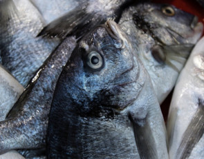 Выловленная рыба