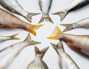 рыба хвосты